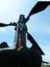 chinook900021616_small.jpg