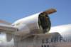 boeingyc145_small.jpg